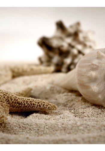 ARTGEIST Fototapet - Strand og musling (flere strrelser)