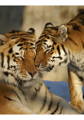 ARTGEIST Fototapet - Ubetinget krlighed (flere strrelser)