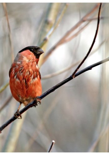 ARTGEIST Fototapet - Bullfinch in the forest, Dompap i skoven (flere strrelser)