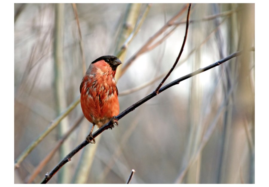 ARTGEIST Fototapet - Bullfinch in the forest, Dompap i skoven (flere strrelser)