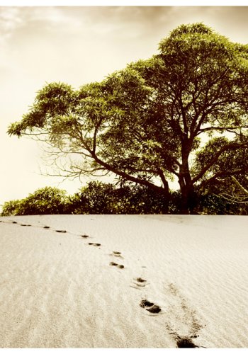 ARTGEIST Fototapet - Tr i rkenen (flere strrelser)