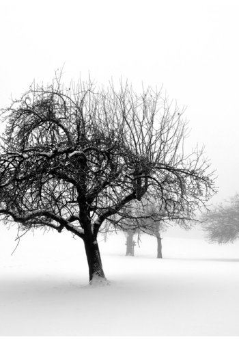 Fototapet - Winter: Trees