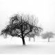 Fototapet - Winter: Trees