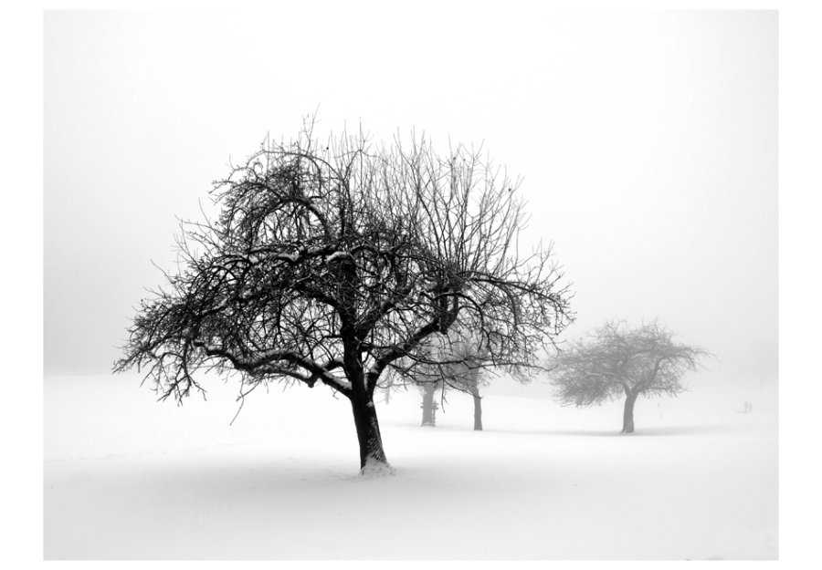 Fototapet - Winter: Trees