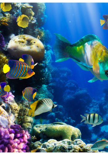 ARTGEIST Fototapet - Underwater paradise, Livet under vand (flere strrelser)