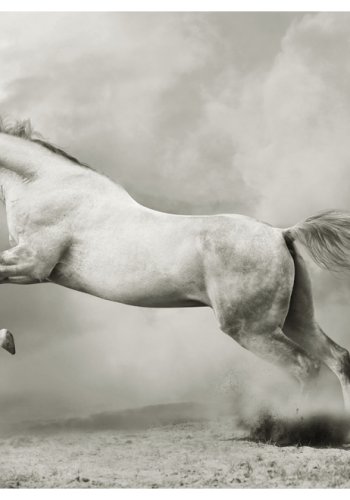 ARTGEIST Fototapet - Vild hingst (flere strrelser)