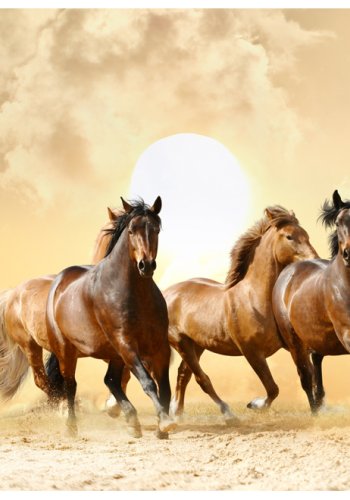 ARTGEIST Fototapet - Running Horses, Heste i galop (flere strrelser)