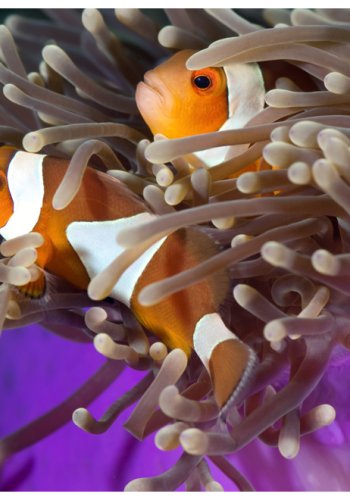 ARTGEIST Fototapet - Klovnfisk (flere strrelser)