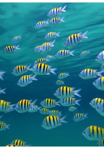 ARTGEIST Fototapet - Underwater landskab - Caribbean (flere strrelser)