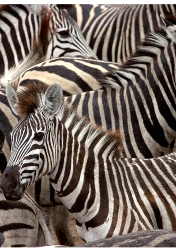 ARTGEIST Fototapet - Herd af zebraer, Zebraer (flere strrelser)