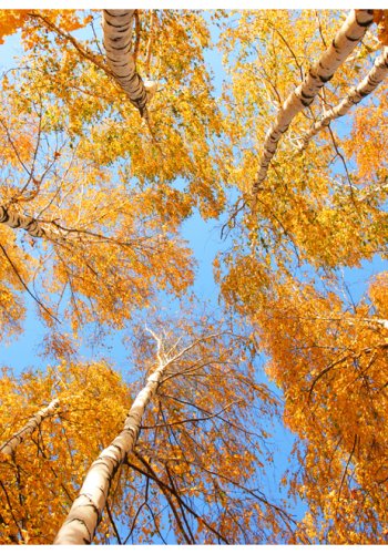 ARTGEIST Fototapet - Forrets trtoppe (flere strrelser)