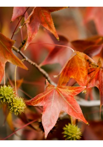 ARTGEIST Fototapet - Chestnut, Kastanjer (flere strrelser)