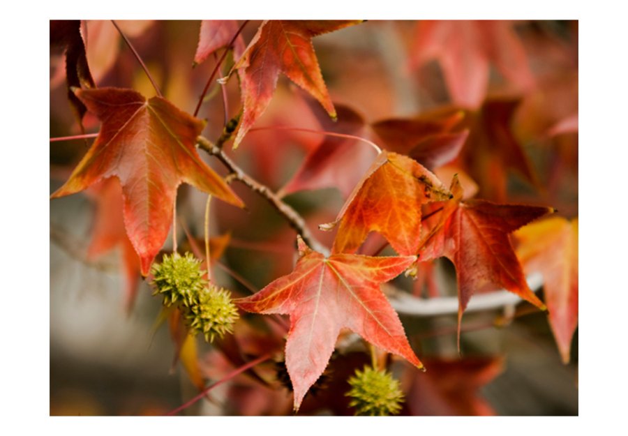 ARTGEIST Fototapet - Chestnut, Kastanjer (flere strrelser)