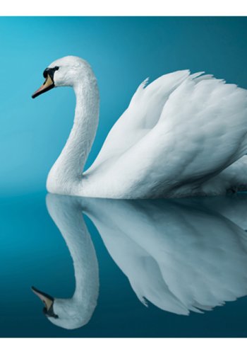 ARTGEIST Fototapet - swan reflection, Smuk svane (flere strrelser)