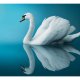 ARTGEIST Fototapet - swan reflection, Smuk svane (flere strrelser)