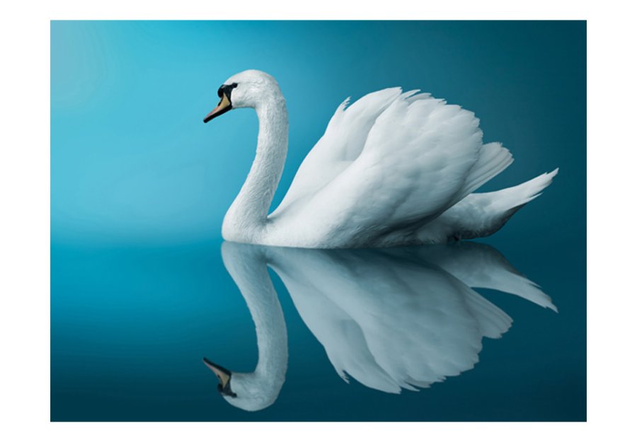 ARTGEIST Fototapet - swan reflection, Smuk svane (flere strrelser)