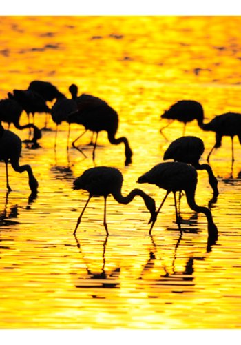 ARTGEIT Fototapet - Kenya: flamingoer ved sen Nakuru (flere strrelser)