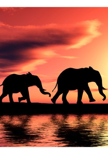 ARTGEIST Fototapet - elephants: family, Elefantfamilie (flere strrelser)