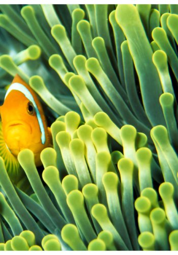 ARTGEIST Fototapet - Anemonefish, Sanemoner (flere strrelser)