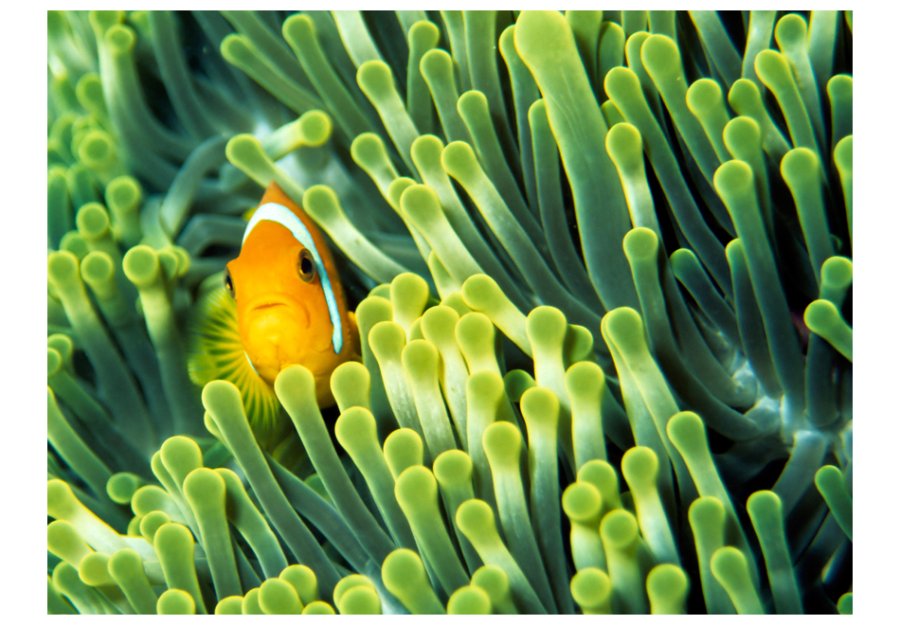 ARTGEIST Fototapet - Anemonefish, Sanemoner (flere strrelser)