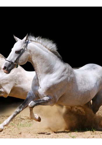 ARTGEIST Fototapet - Galoperende heste p sandet (flere strrelser)