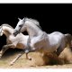 ARTGEIST Fototapet - Galoperende heste p sandet (flere strrelser)