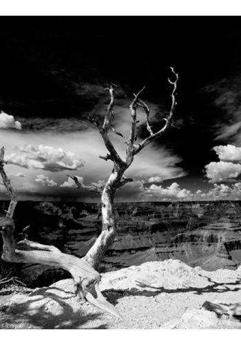 ARTGEIST Fototapet - Grand Canyon tr (flere strrelser)