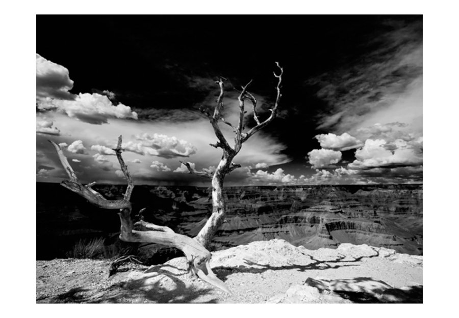 ARTGEIST Fototapet - Grand Canyon tr (flere strrelser)