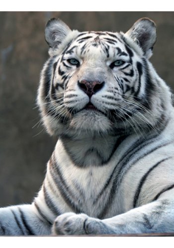 ARTGEIST Fototapet - Bengali tiger i zoo (flere strrelser)