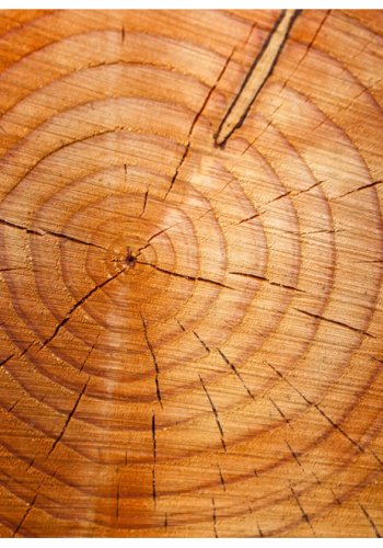 ARTGEIST Fototapet med reringe p en trstamme (flere strrelser)