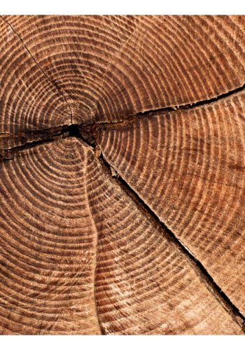 ARTGEIST Fototapet af Trstamme med tvrsnit (flere strrelser)