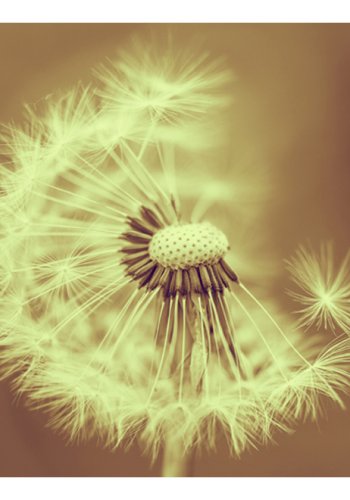 ARTGEIST Fototapet - Mlkebtte i sepia (flere strrelser)