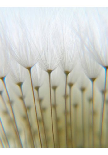 ARTGEIST Fototapet - Skov af mlkebtter (flere strrelser)