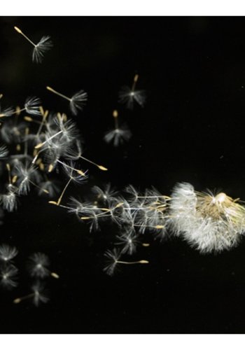 ARTGEIST Fototapet - Mlkebtte p sort baggrund (flere strrelser)