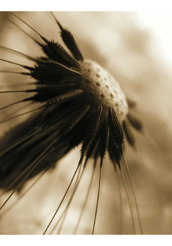 ARTGEIST Fototapet - Nrbillede af mlkebtte i sepia (flere strrelser)