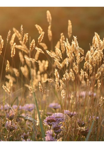 ARTGEIST Fototapet - Kornmark (flere strrelser)