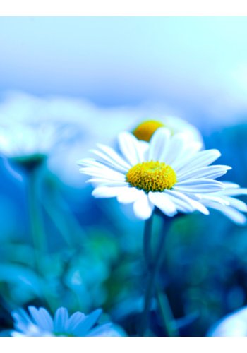 ARTGEIST Fototapet - Tusindfryd p bl eng (flere strrelser)