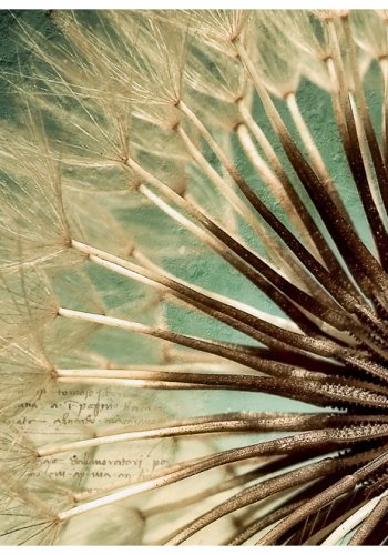 ARTGEIST Fototapet - Fokus p mlkebtte (flere strrelser)