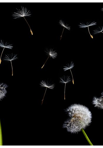 ARTGEIST Fototapet - Mlkebtter i vinden p sort baggrund (flere strrelser)