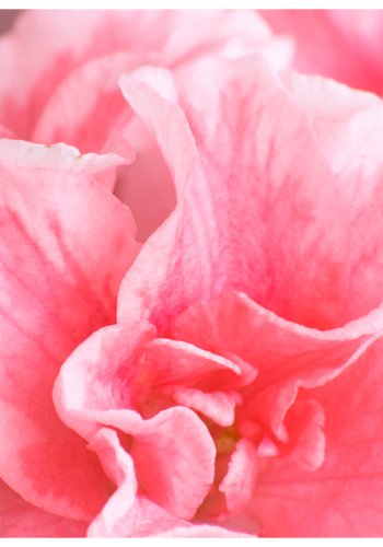 ARTGEIST Fototapet - Pink Azalea (flere strrelser)