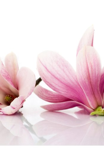 ARTGEIST Fototapet - Magnolia blomst (flere strrelser)