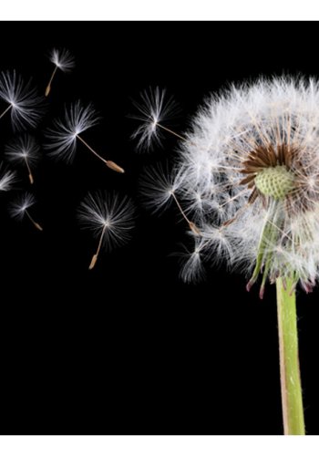 ARTGEIST Fototapet - Vind og mlkebtte (flere strrelser)