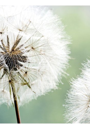 ARTGEIST Fototapet - To mlkebtter (flere strrelser) 