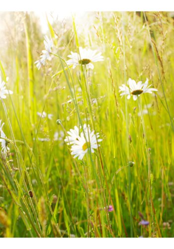 ARTGEIST Fototapet - Tusindfryd i marken (flere strrelser)