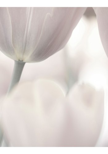 ARTGEIST Fototapet af tulipaner - Art (flere strrelser)