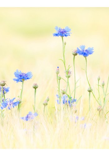 ARTGEIST Fototapet - Kornblomster (flere strrelser)