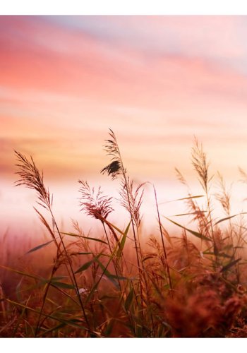 ARTGEIST Fototapet - Eng om morgenen (flere strrelser)