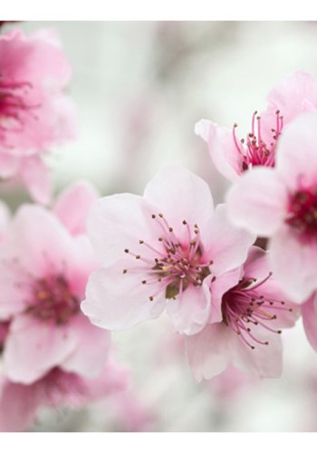 ARTGEIST Fototapet af blomstrende tr - Lyserd (flere strrelser)