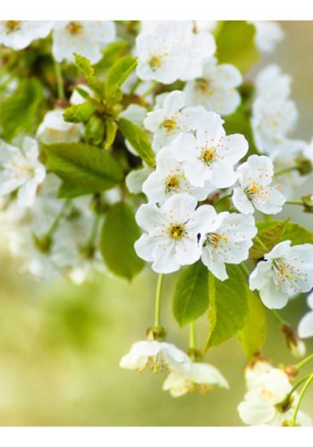 ARTGEIST Fototapet - Kirsebrblomster (flere strrelser)