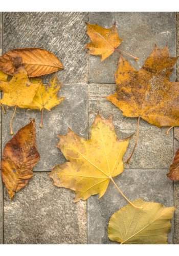 ARTGEIST - Fototapet med efterrs-design og blade - Flere strrelser